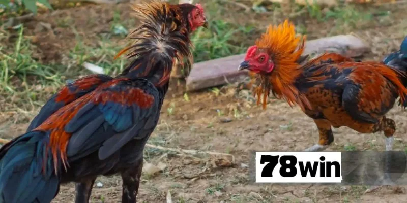 ชนไก่ 78WIN: ประสบการณ์เดิมพันไก่ชนออนไลน์ที่ดีที่สุด 2 image 4